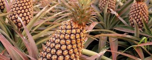 Nutrient Brief: Prized Pineapple