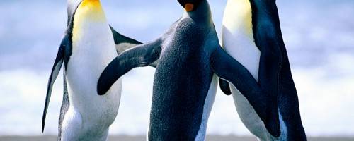 picture of Penguins