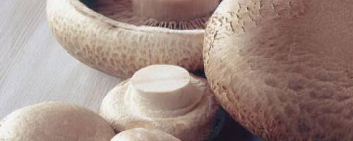 Mushrooms-More than just a Spore!