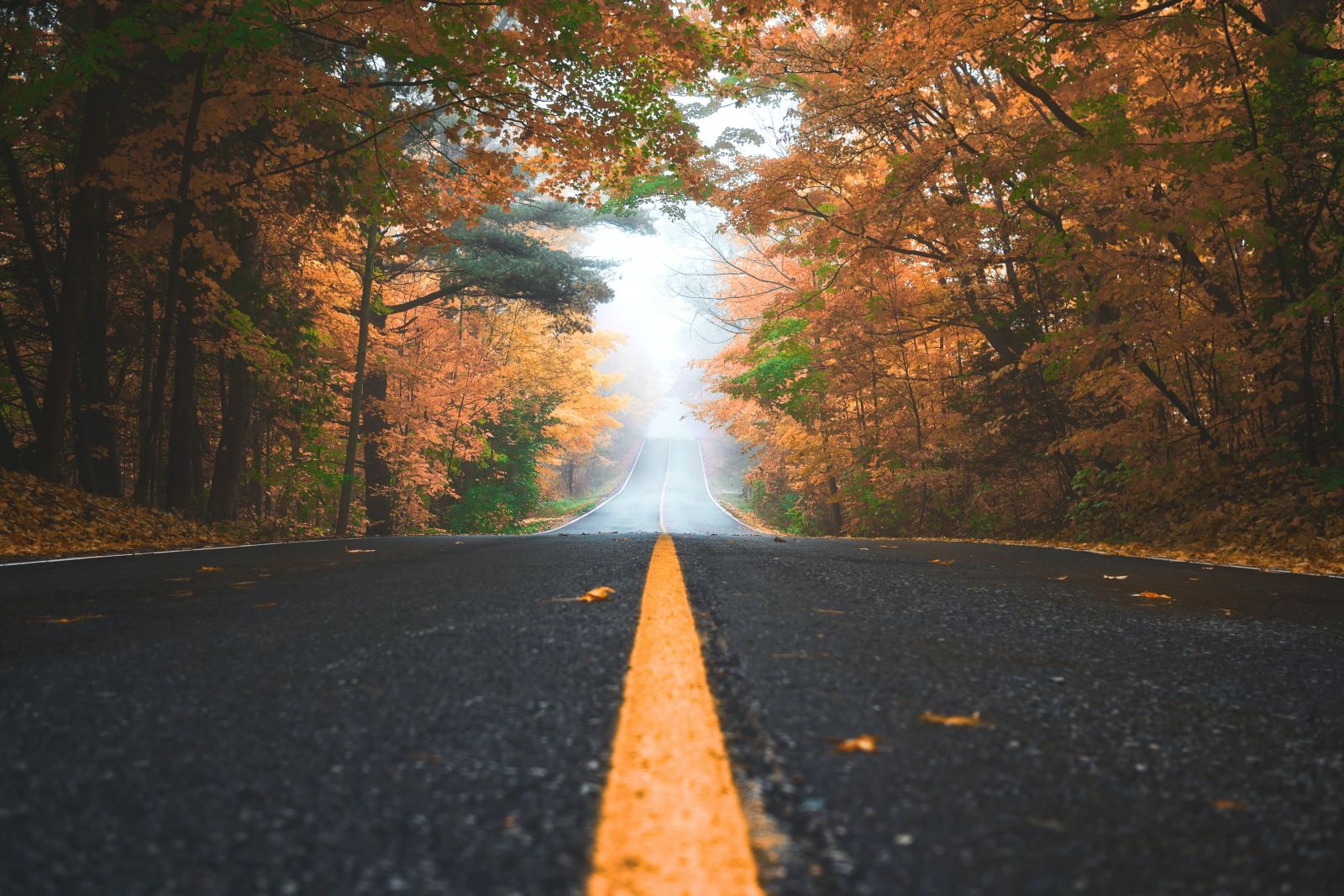 an empty road with fall foliage
